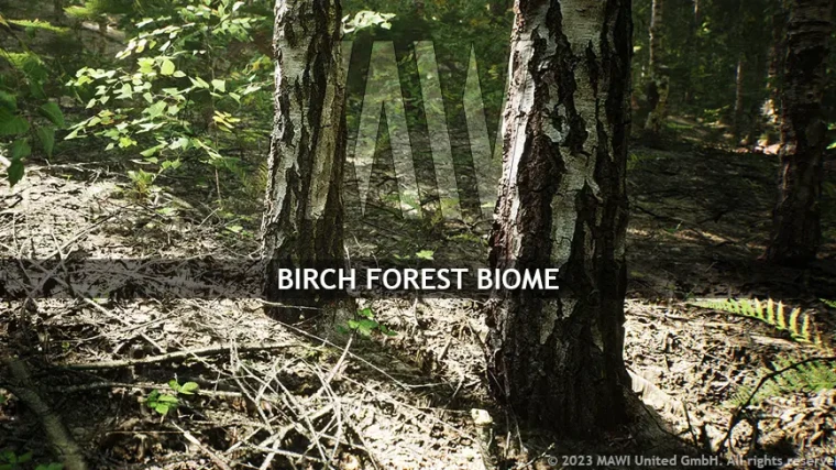 MW Birch Forest Trees Biome