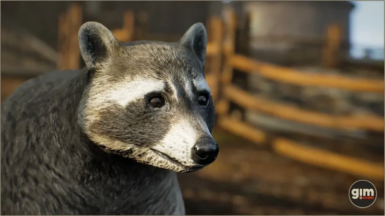 Animalia - Raccoon