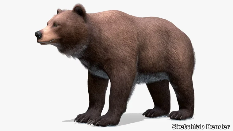 Bear - Female
