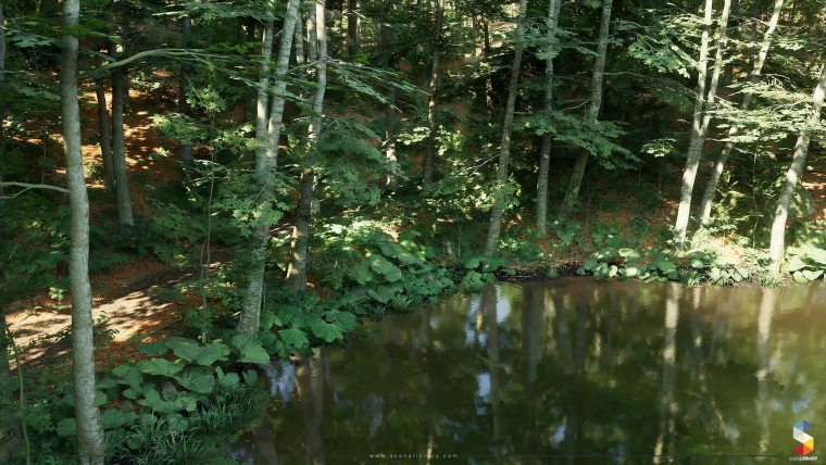 Beech Forest Ecosystem