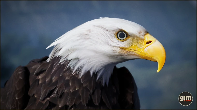 Animalia - Bald and Golden Eagle
