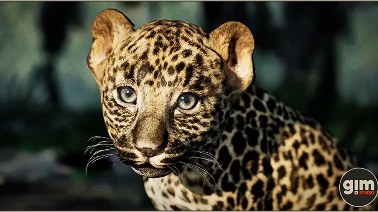 Animalia - Leopard (young)
