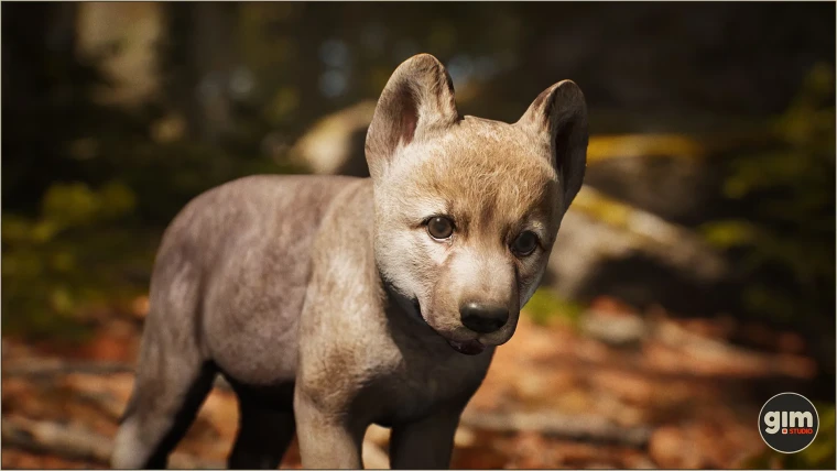 Animalia - Gray Wolf (young)