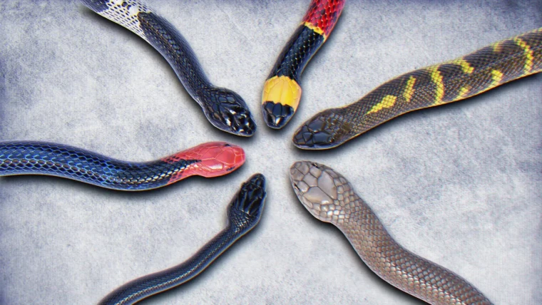 Animated Snakes Volume 5
