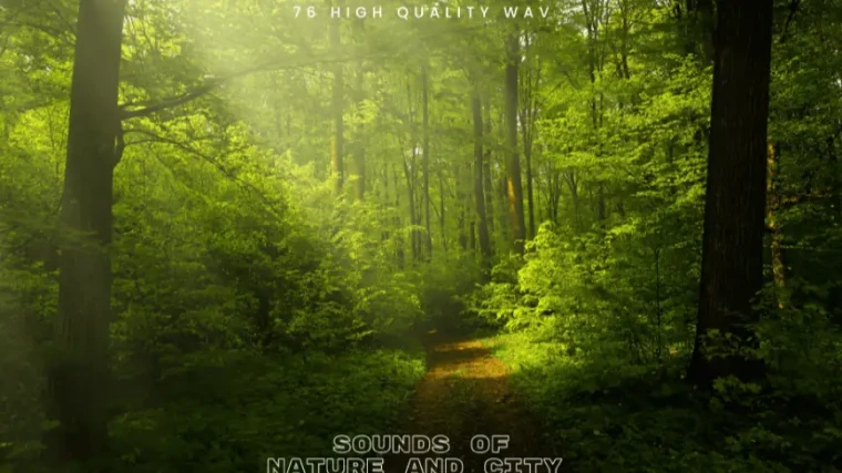 Sound Of Nature and City SFX Pack