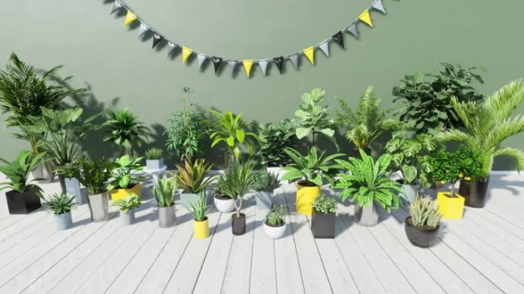 Tropical House Plants