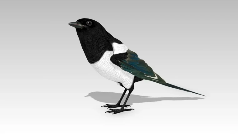 Magpie