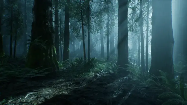 The Forest