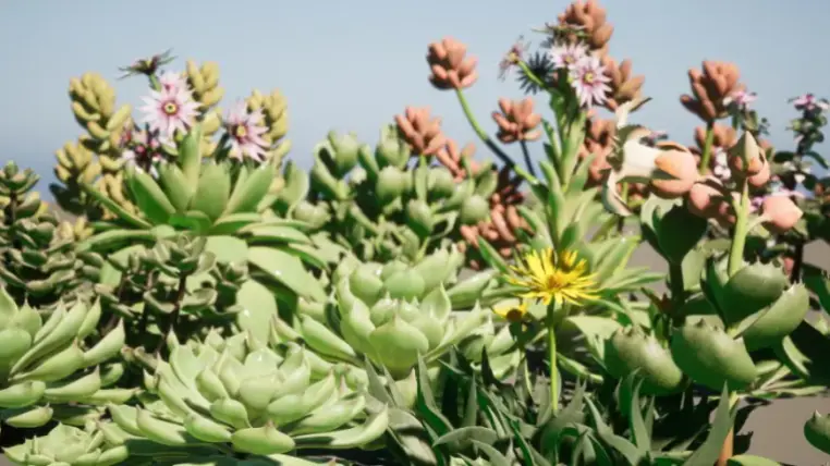 Succulent plant desert potting