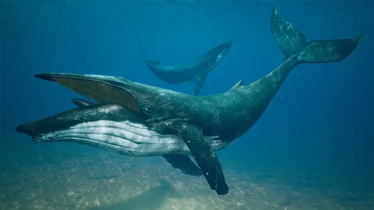 Humpback Whale Humpback Whale