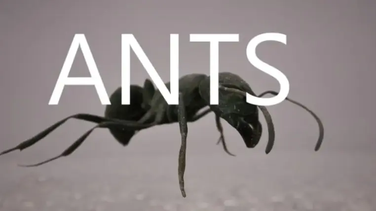 Ants