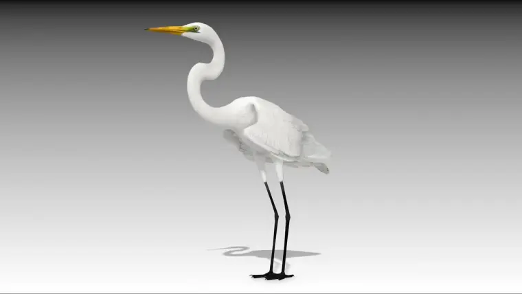 Egret