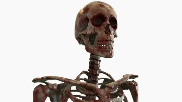 Modular Human Skeleton Modular Human Skeleton