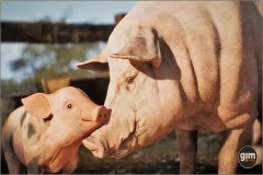 Animalia - Pig (pack)
