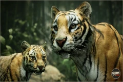 Animalia - Tiger (pack)