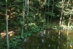 Beech Forest Ecosystem