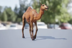 African Animal - Camel (Dromedary)