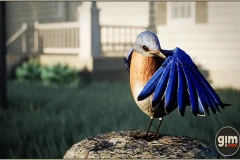 Animalia - Bluebird