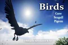 Birds