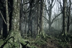 Dark Forest