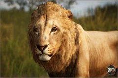 Animalia - Lion (male)