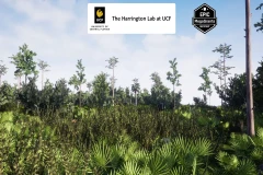 Mesic Flatwoods Habitat Brush