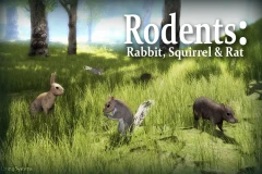 Small Animal Behavior Pack: Rabbit, Squirrel, Rat