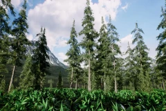 Spruce forest winter and summer