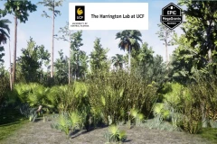 Wet Flatwoods Habitat Brush