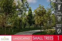Landscaping Small Trees 1