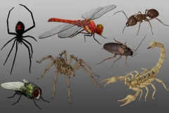 Medhue Insect Pack