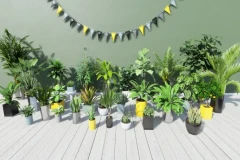Tropical House Plants