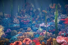 Corals