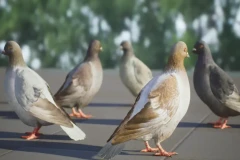 Realistic 3D Pigeon & Animations Pack