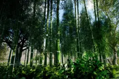 Bamboo Asian forest