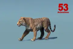 Asian Animal - Tiger