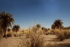 Desert Vegetation