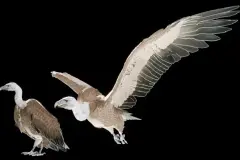Vulture