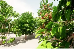 plant Fruits and vegetables