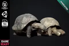 Galapagos Tortoise