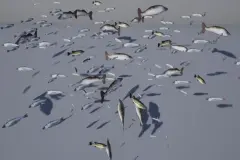 Insect Birds and Fish FX