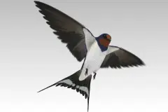 Barn Swallow