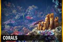 Corals