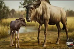 Animalia - Blue Wildebeest (pack)