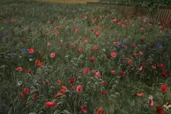 Flowers and Plants Nature Pack